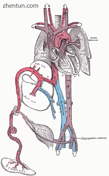 Diagram of the human fetal circulatory system..png
