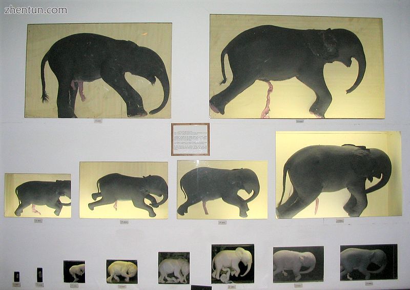 Fourteen phases of elephant development before birth.jpg
