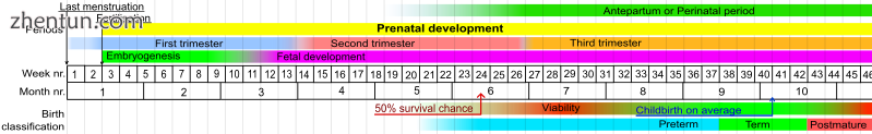 Stages in prenatal development, showing viability and point of 50% chance of sur.png