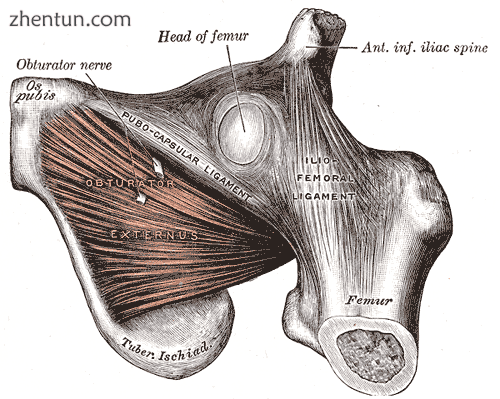 The Obturator externus..png