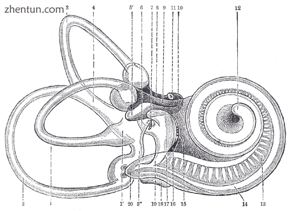 Right human membranous labyrinth.png