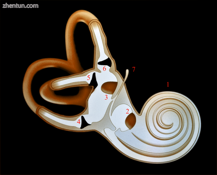 Inner ear2.png