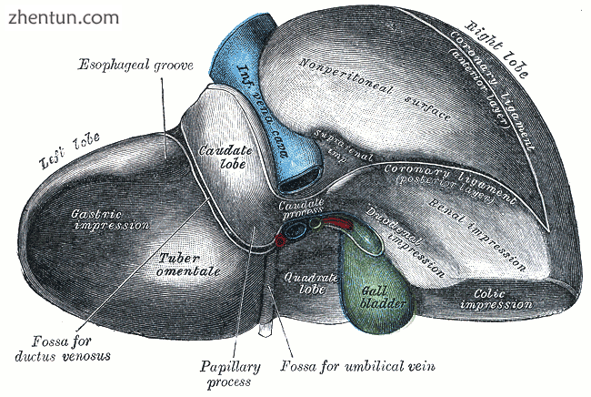 The liver, as seen from behind. The bare area is visible on the upper-right, lab.png