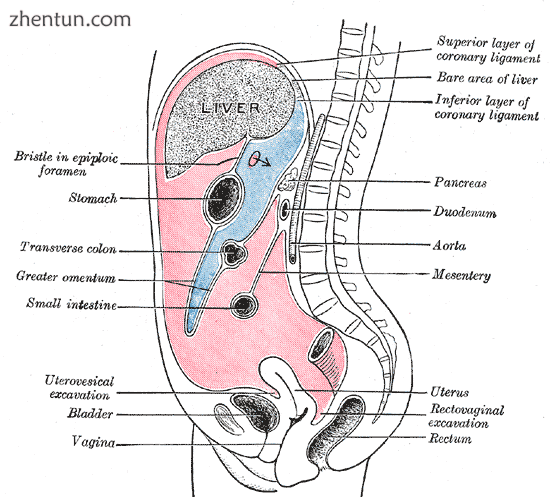 Vertical disposition of the peritoneum. Main cavity, red; omental bursa, blue (b.png