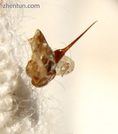 The stinger of a black honey bee, torn from the bee&#039;s body and attached to .jpg