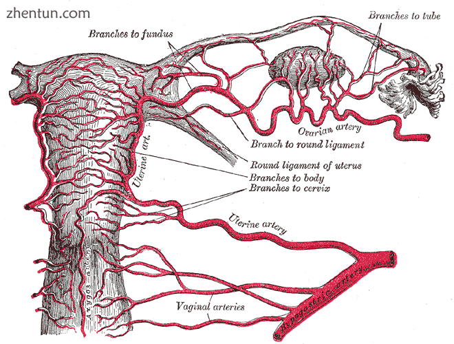 Arteries of the female reproductive tract uterine artery, ovarian artery and vag.png