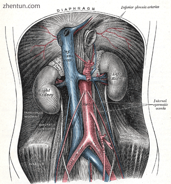 The abdominal aorta and its branches..png