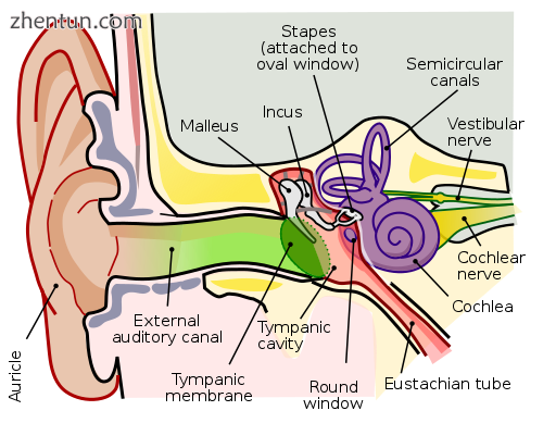 Anatomy of the human ear..png