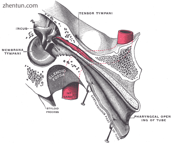 Auditory tube, laid open by a cut in its long axis.png