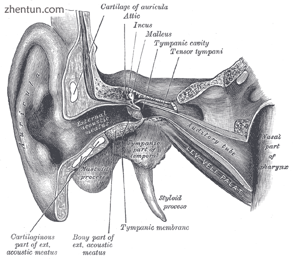 External and middle ear, opened from the front (right side).png