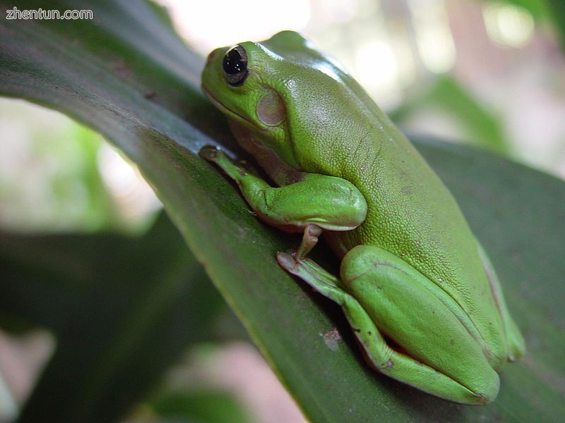 Frog on leaf showing eardrum.jpg