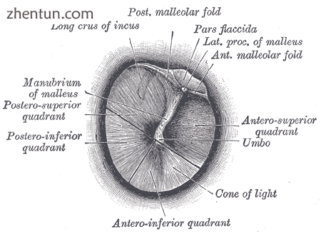 Right eardrum as seen through a speculum.png