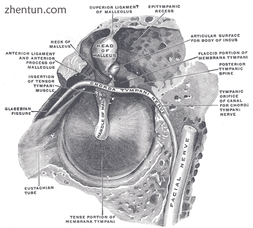 The right membrana tympani with the hammer and the chorda tympani, viewed from w.png