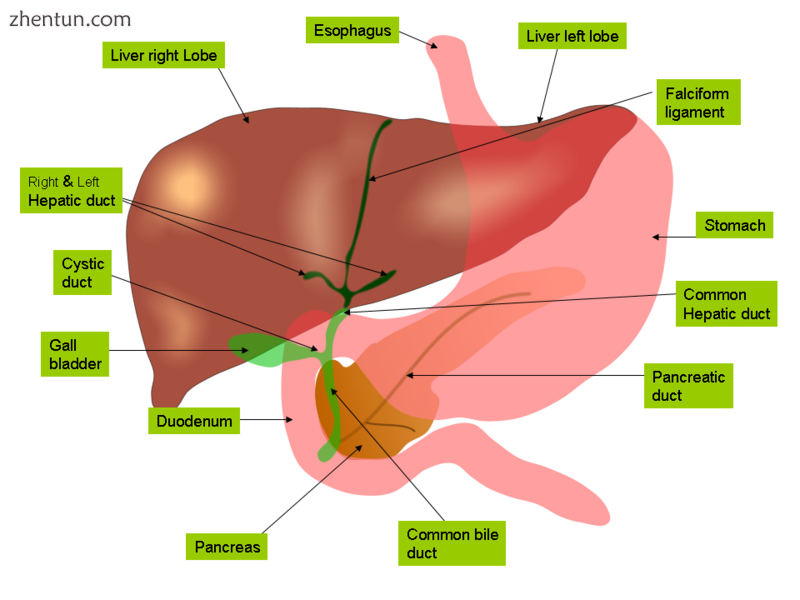 Anatomical terminology.png