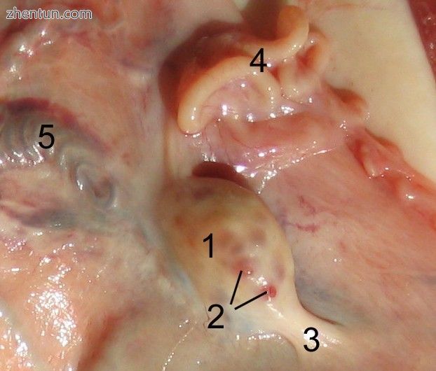 Ovary of a sheep..jpg