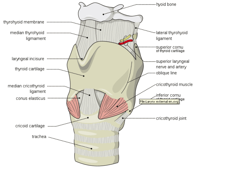 In cricothyrotomy, the incision or puncture is made through the cricothyroid mem.gif