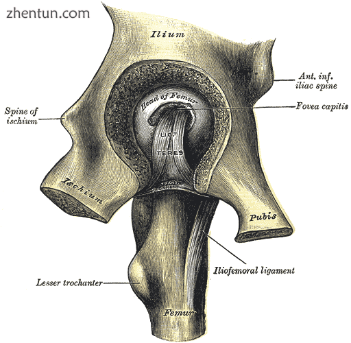 Left hip-joint, opened by removing the floor of the acetabulum from within the pelvis..png