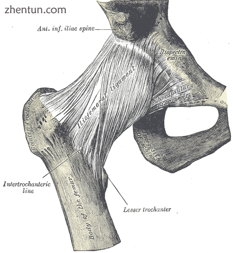 Right hip-joint from the front..png