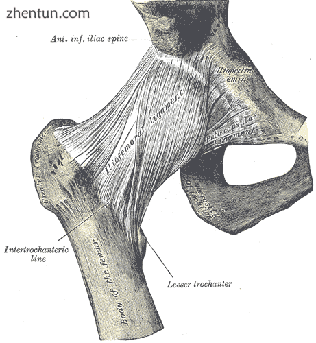 Right hip-joint from the front. (Intertrochanteric line labeled at bottom left.).png