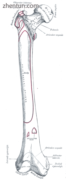 Right femur. Anterior surface. (Intertrochanteric line visible near top, as diag.png