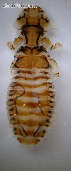 Trinoton anserinum, an Amblyceran louse from a mute swan.jpg