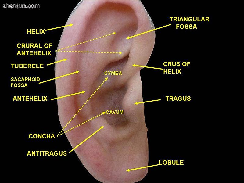 External ear. Right auricle. Lateral view..JPG