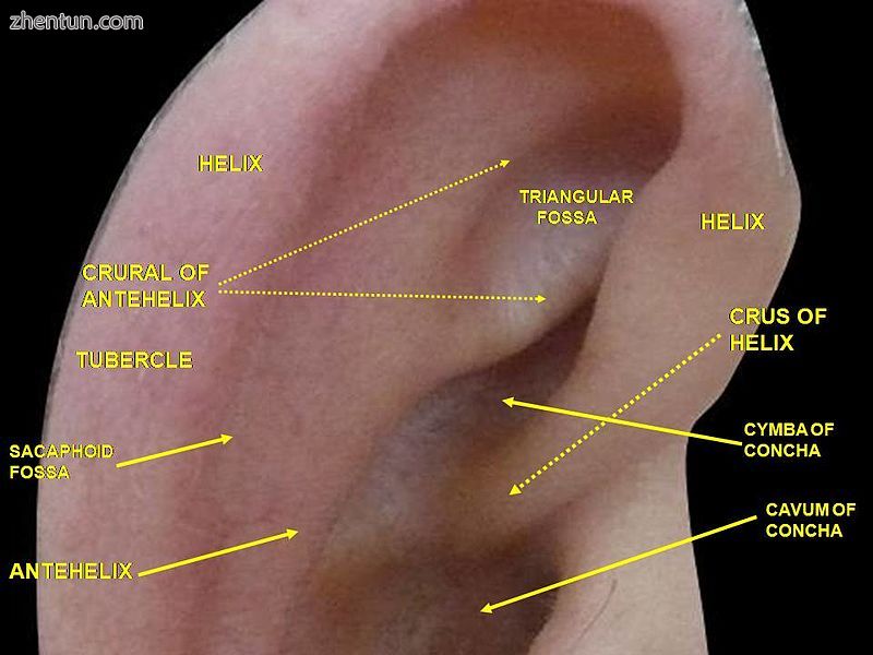 External ear. Right auricle. Lateral view.JPG