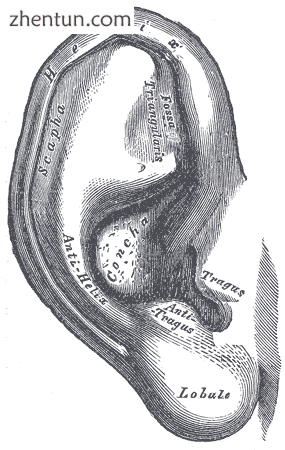 The auricula. Lateral surface..png