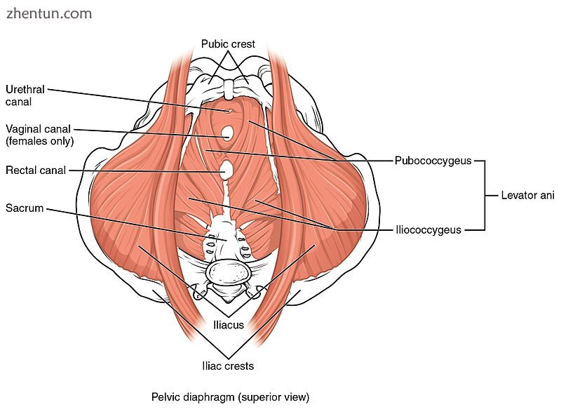 The pelvic floor as seen from above.jpg