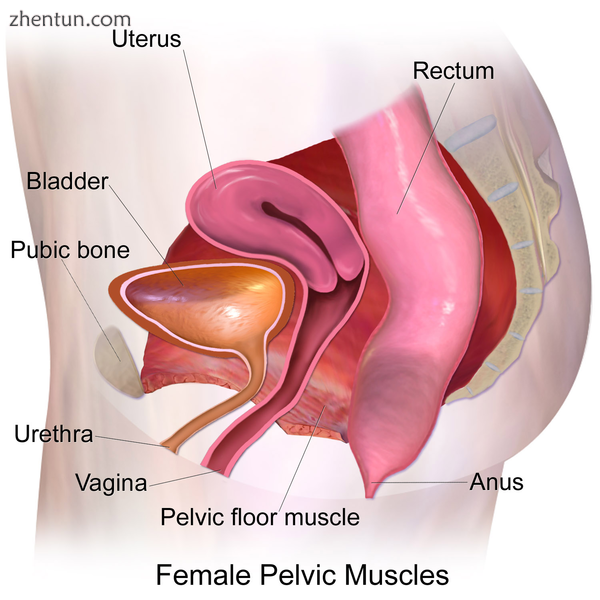 The pelvic floor muscles support the contents of the pelvis..png