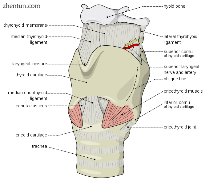 Anatomy of the larynx.png