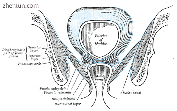 Coronal section of pelvis, showing arrangement of fasci. Viewed from behind..png