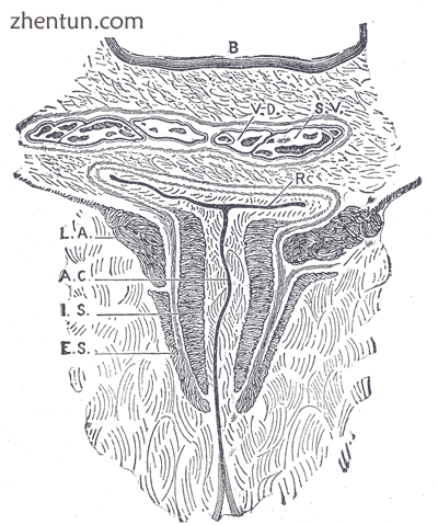 Coronal section through the male anal cana.png