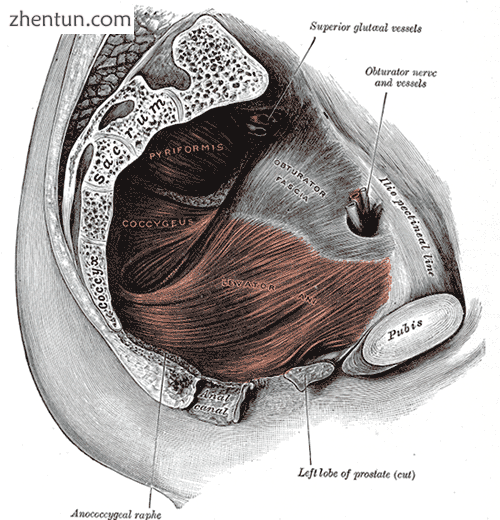 Left Levator ani seen from within..png