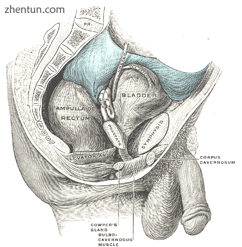 Male pelvic organs seen from right side..png
