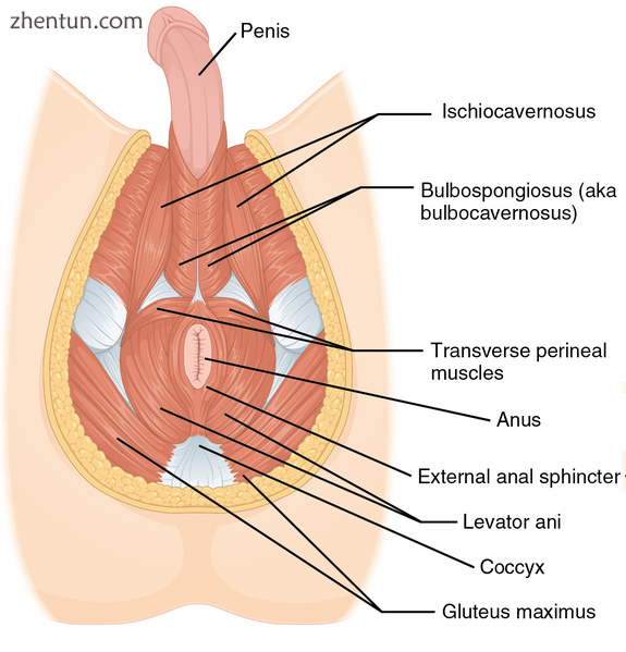 Muscles of male perineum..png