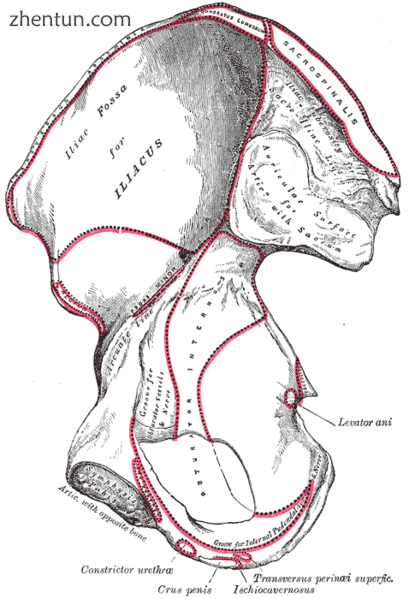 Right hip bone. Internal surface..png