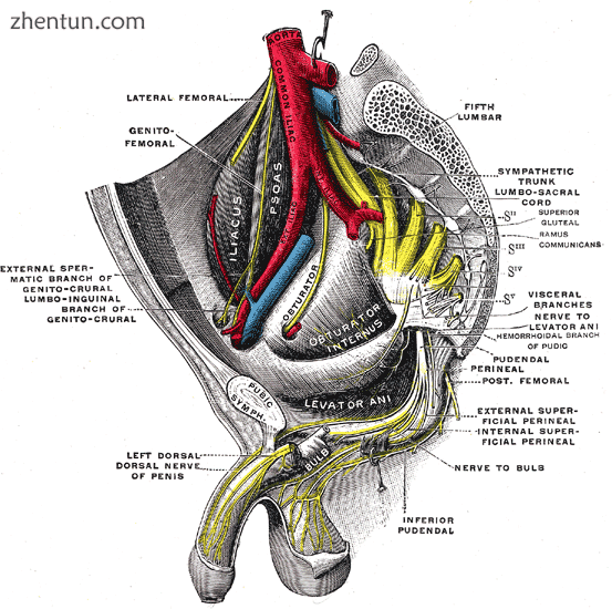 Sacral plexus of the right side..png