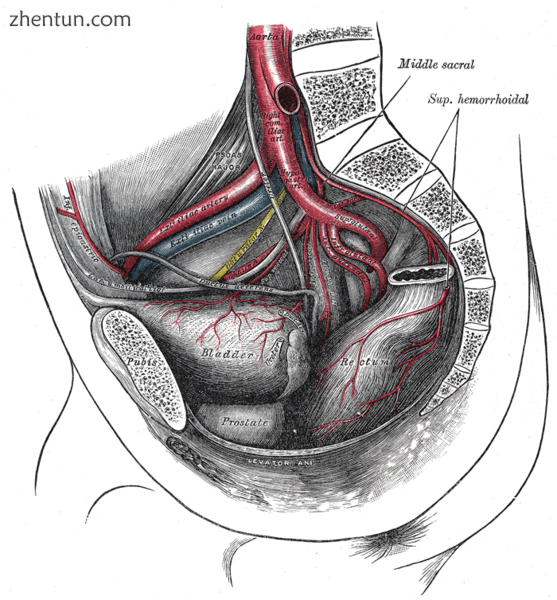 The arteries of the pelvis..png