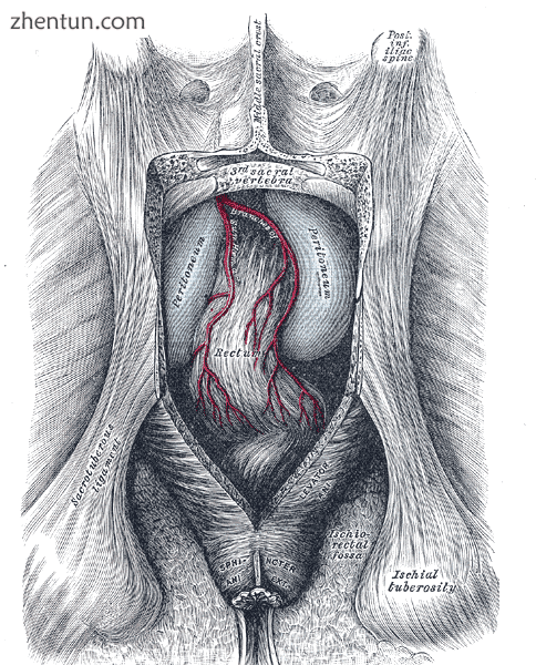 The posterior aspect of the rectum exposed by removing the lower part of the sac.png