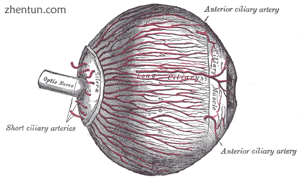 The arteries of the choroid and iris. The greater part of the sclera has been removed..png