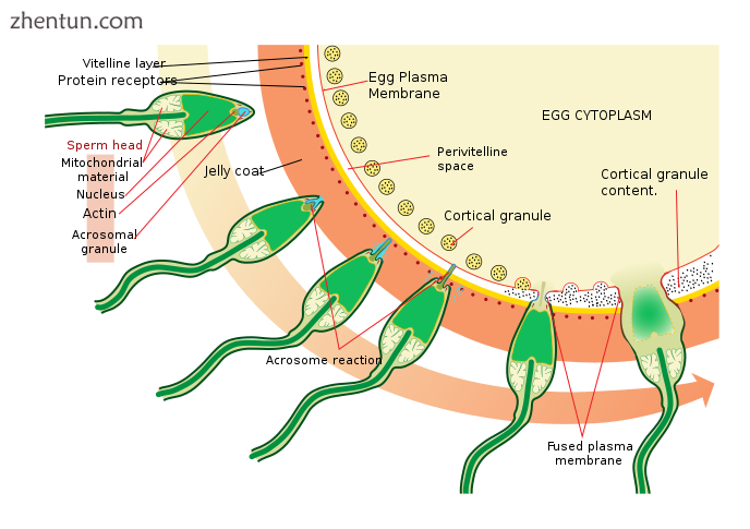 Acrosome reaction on a sea urchin cell..png