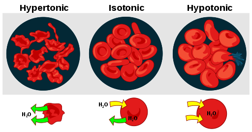Effect of osmotic pressure on blood cells.png