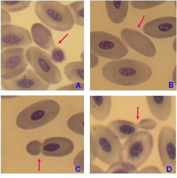 Mature red blood cells of birds have a nucleus, however in the blood of adult fe.jpg