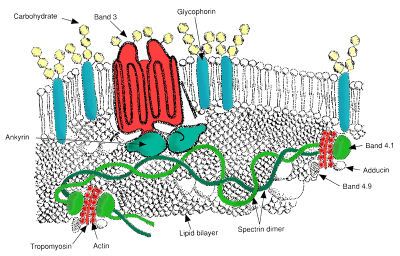 Red blood cell membrane major proteins.png