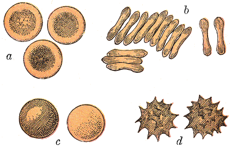 Typical mammalian red blood cells.png