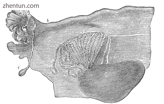 Broad ligament of adult, showing epophoron..png