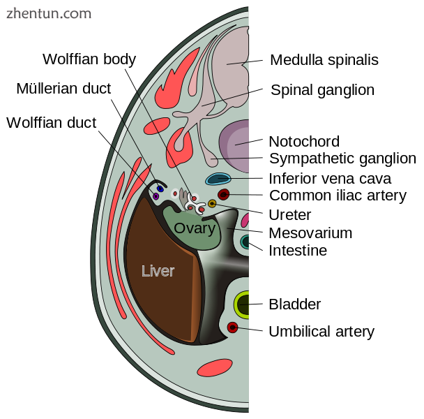 Transverse section of human embryo eight and a half to nine weeks old. (Mesovari.png