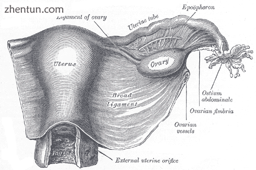 Uterus and right broad ligament, seen from behind. (Broad ligament visible at ce.png