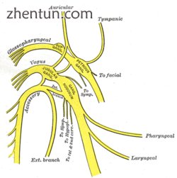 Plan of the upper portions of the glossopharyngeal, vagus, and accessory nerves..png